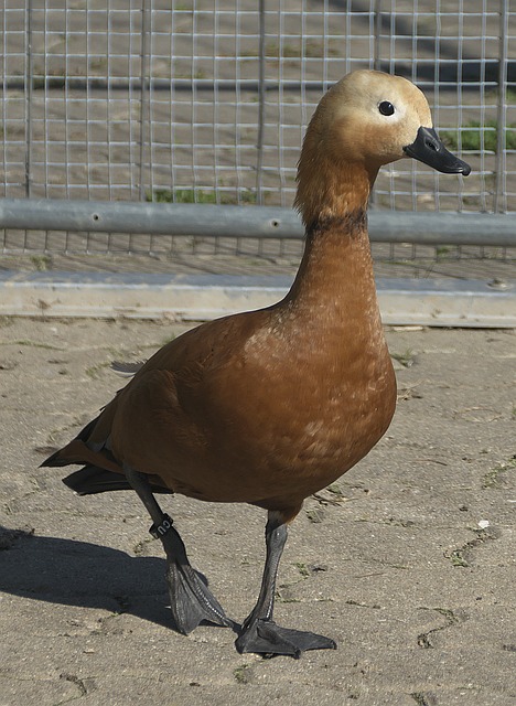 单打